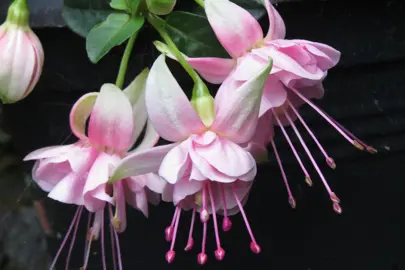 Fuchsia Pruning Tips.