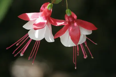 Fuchsia Soil Requirements.