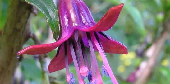 How Do You Care For Fuchsia Trees?