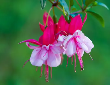 Best Fuchsia Varieties for New Zealand.