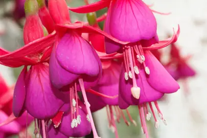 Watering Guide for Fuchsias.