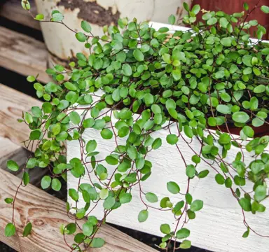 What Are Some Garden Uses For Muehlenbeckia?
