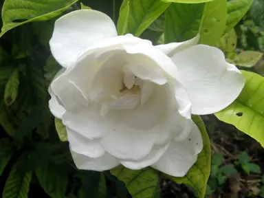 Gardenia In The Plant Company’s Database.