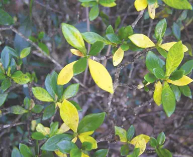 Common Gardenia Diseases.