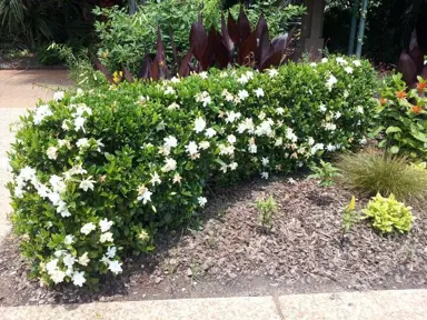 How Far Apart Should Gardenias Be Planted For Hedging?