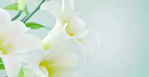 What Is The Meaning Of Gardenia?