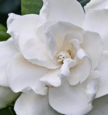 Do Gardenias Grow In New Zealand?