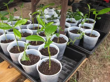 Propagating Gardenias From Cuttings.