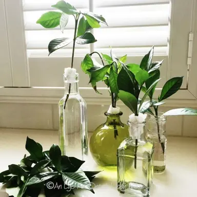 How To Root Gardenia Cuttings In Water.