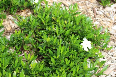 Why Is Gardenia Radicans So Popular In NZ?