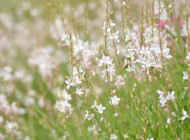 Characteristics of Gaura.