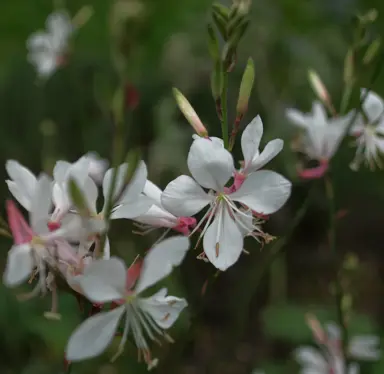Gaura Flowering.