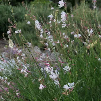 Gaura in Garden Design.