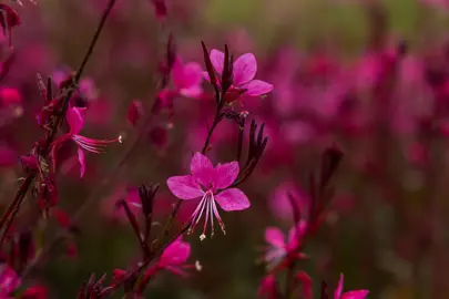 Gaura Plant Care.