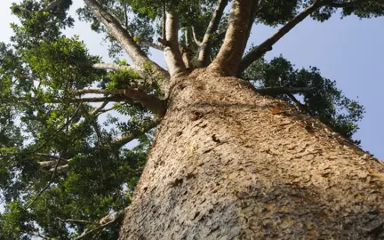 Where Is There A Giant Kauri Tree In NZ?