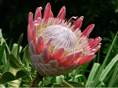 Is The Giant Protea The Same As The King Protea?