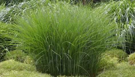Grasses For Poorly Drained Sites.