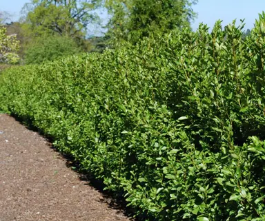 What Are The Benefits Of Growing Griselinia Littoralis?