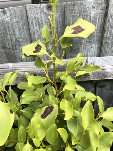 What Is Causing The Griselinia Leaves To Develop Brown Spots? .