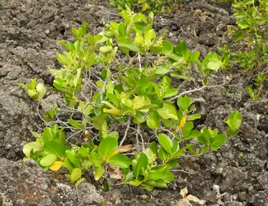 What Is Causing The Griselinia Leaves To Yellow?