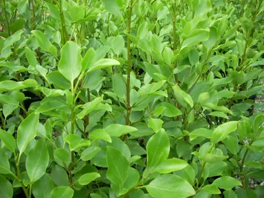 Griselinia Littoralis Information.