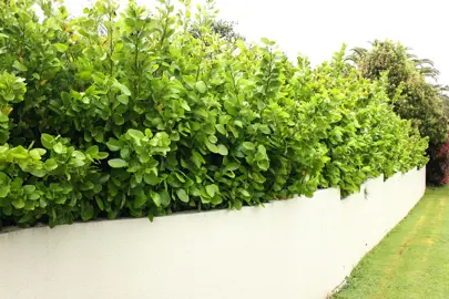 What Is The Griselinia Lucida Hedge Spacing?