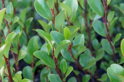 Griselinia Varieties Grown In NZ.