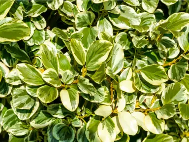 Popular Griselinia Variety Uses.