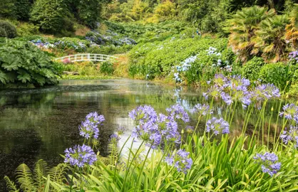 Can Agapanthus Be Grown In A Pond?
