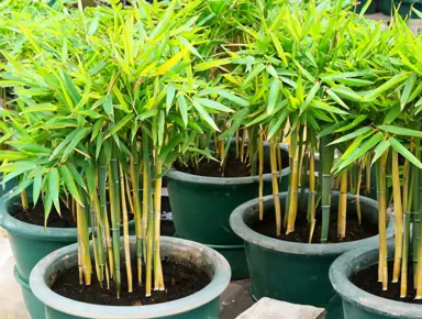 How To Grow Bamboo In A Pot.