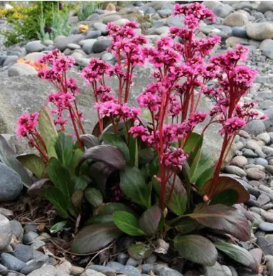 Ideal Conditions for Growing Bergenia in New Zealand.
