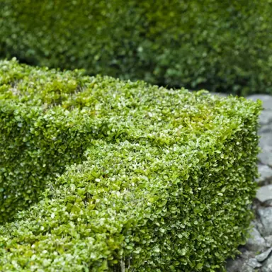How To Grow A Buxus Hedge? .