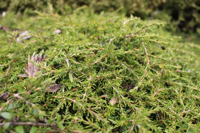 How To Grow Coprosma Acerosa Hawera As A Groundcover.