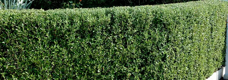 How Far Apart Should Corokia Be Planted For Hedging?