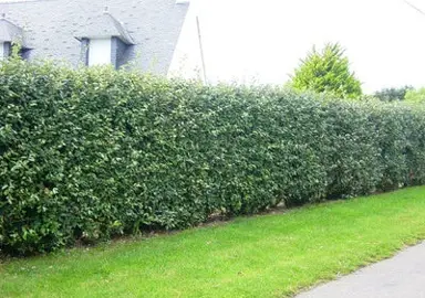 How To Grow A Feijoa Hedge?