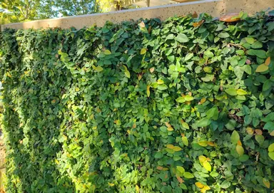 How To Grow A Ficus Pumila Hedge.