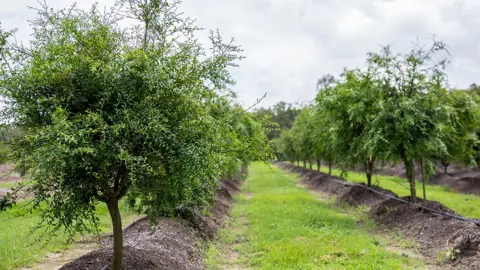 Growing A Finger Lime Hedge.