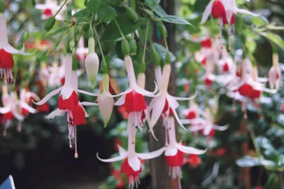 Growing Fuchsias Outdoors in NZ.