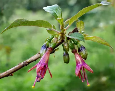 How To Grow A Fuchsia Tree.