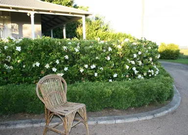 How To Grow A Gardenia Hedge?