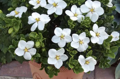 How To Grow A Gardenia In A Pot.