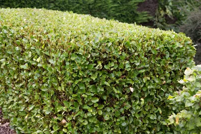 How Far Apart Should Griselinias Be Planted For Hedging?