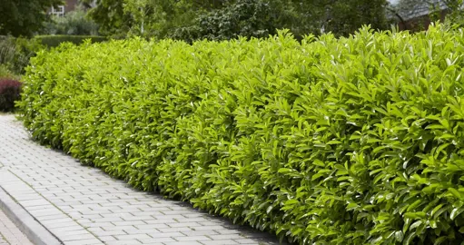 How To Grow A Hedge Quickly.