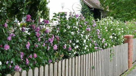 How To Grow A Hibiscus Hedge.