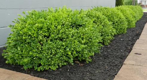 How To Grow An Informal Buxus Hedge.
