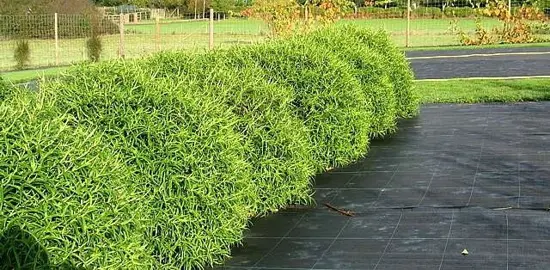 How To Grow An Informal Hebe Hedge.