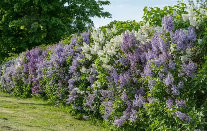 How To Create An Informal Hedge.