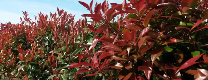 How To Grow An Informal Photinia Hedge.