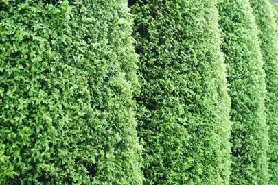 How To Grow An Informal Pittosporum Hedge.