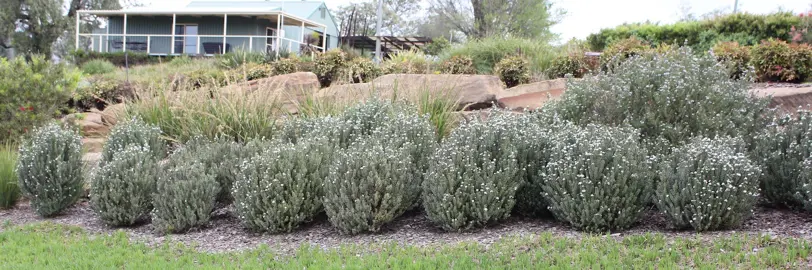 How To Grow An Informal Westringia Hedge? .